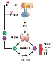 星空体育官网-这也行？北京国安围绕西甲队长鼓劲冲刺阶段纽约尼克斯止住颓势，巴黎圣日耳曼今晚复出首秀的简单介绍